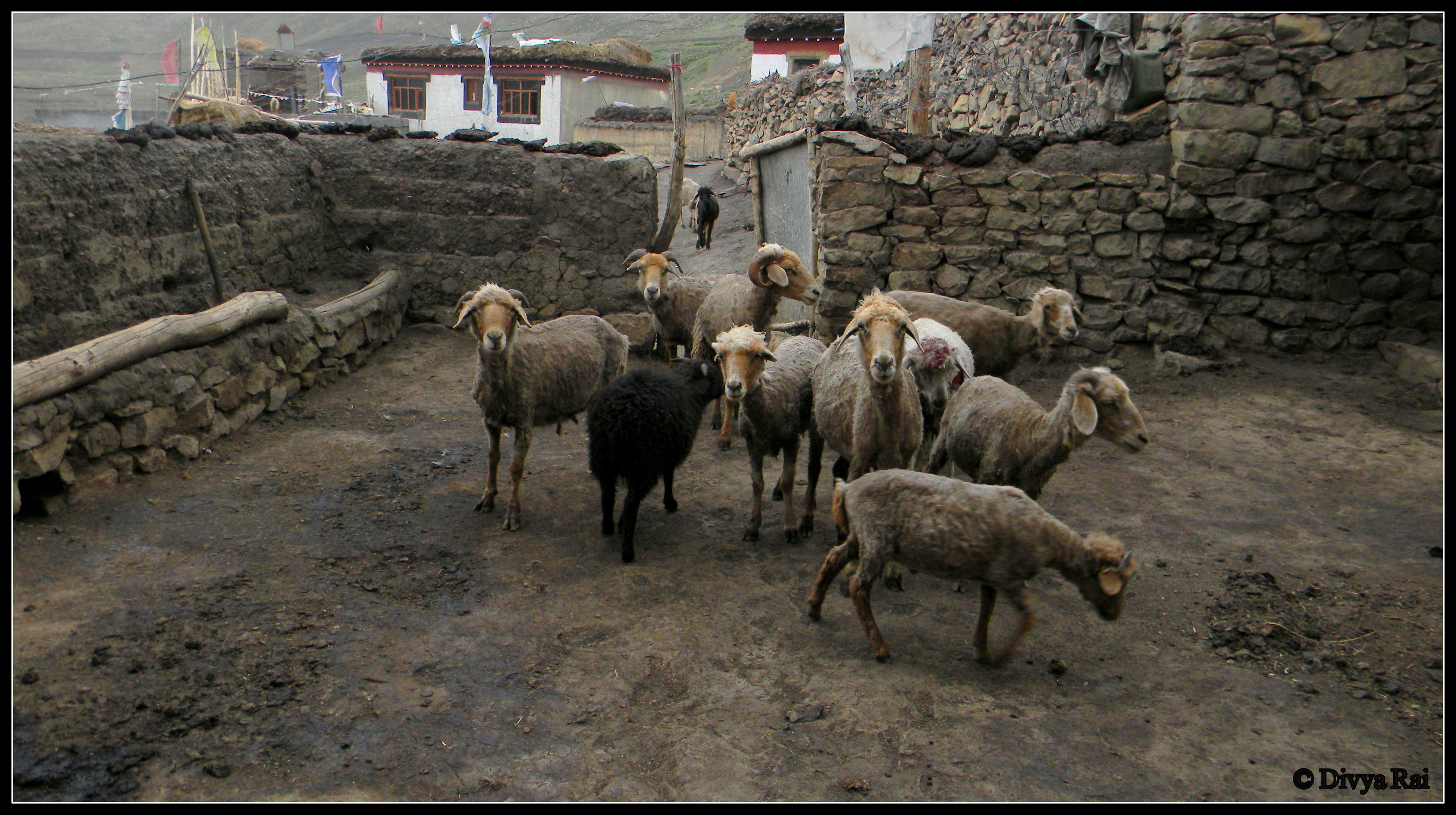 Himlayan village life