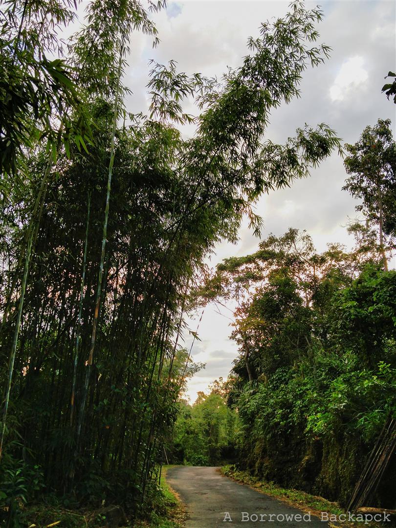 Bamboo Plantation in Meghalaya