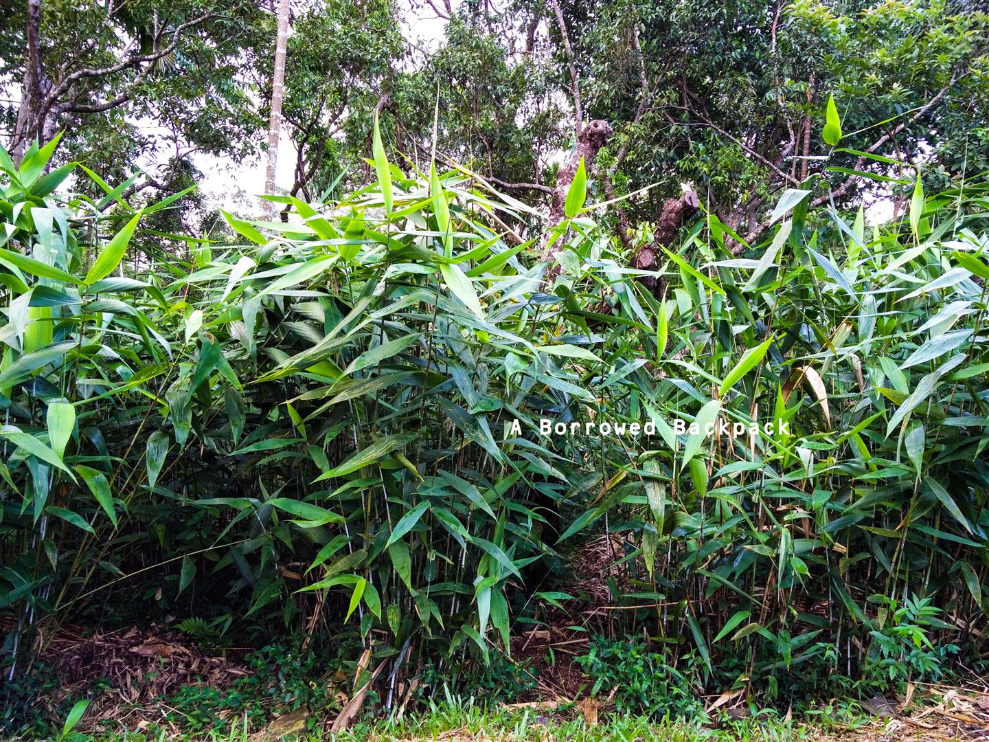 Broomstick cultivation in Maghalaya