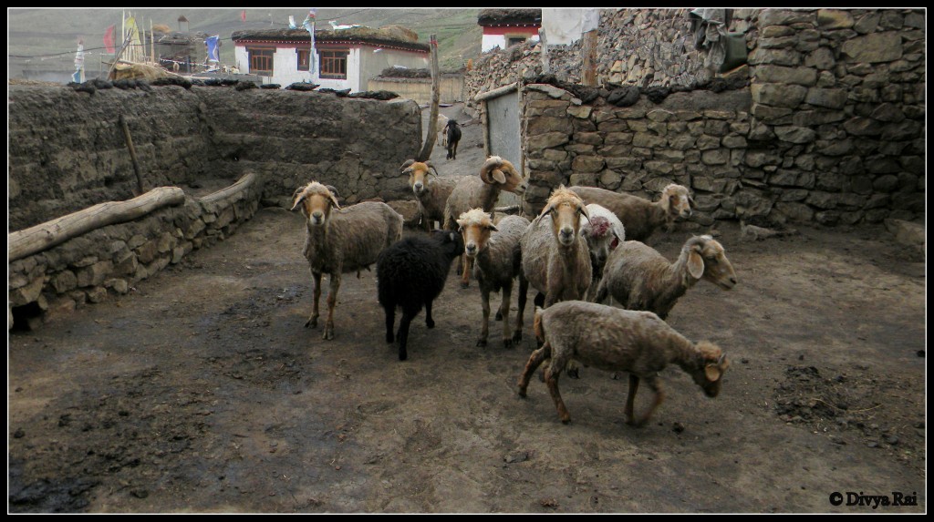 A Village in Spiti--- Demul