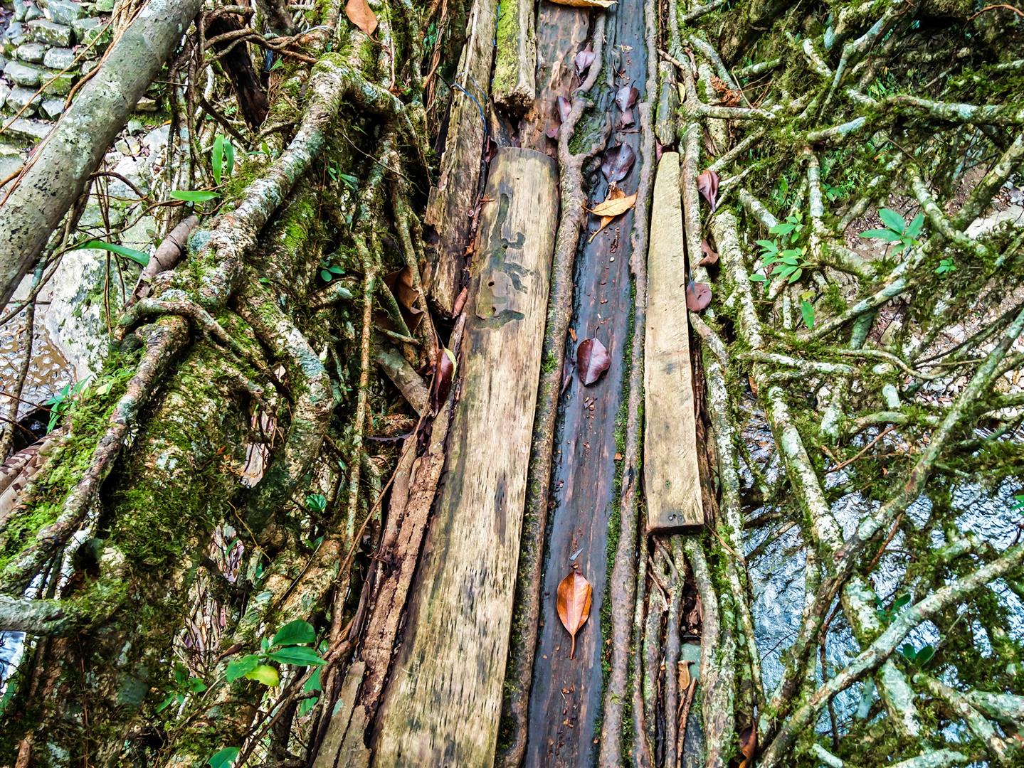 What are living root bridges made of?