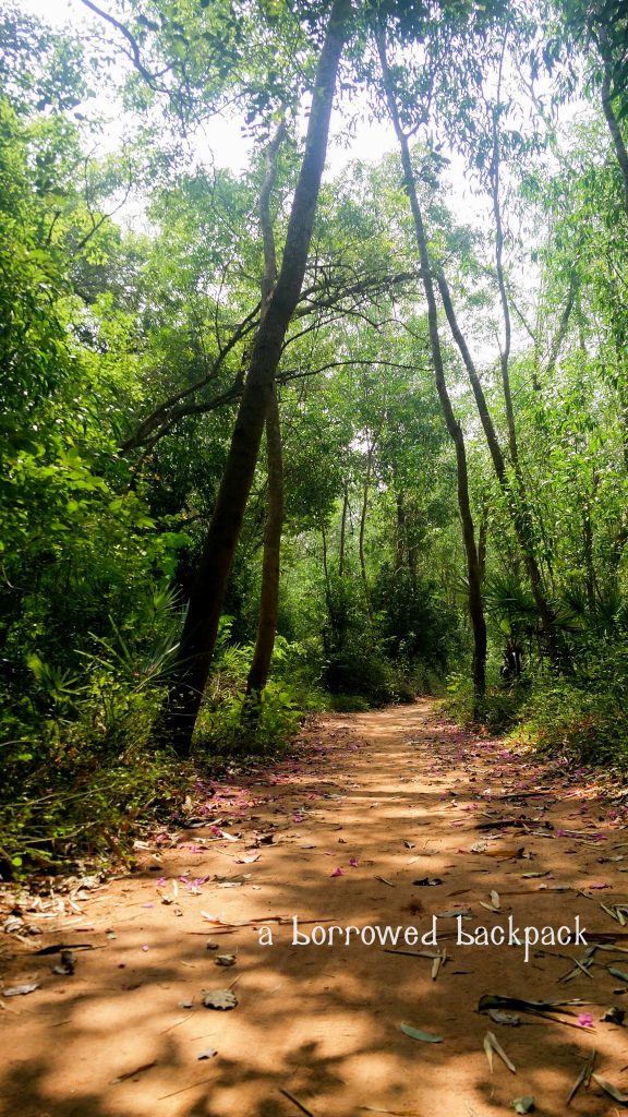 volunteer in Auroville